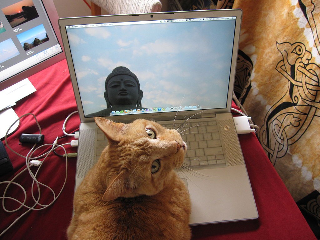 catcomputer